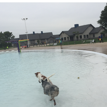 Rolling Hills Water Park - 11:46- when we FIRST got to dog swim, just a little tiny bit early for the 12 noon shift, enough time to buy t-shirts and check in. - Water Parks Near Me - Ypsilanti, Michigan Rolling Hills Water Park - 11:46- when we FIRST got to dog swim, just a little tiny bit early for the 12 noon shift, enough time to buy t-shirts and check in. - Water Parks Near Me - Ypsilanti, Michigan