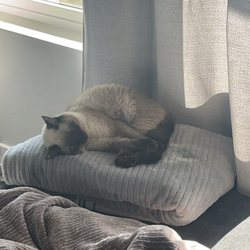 ACT Spay Neuter Clinic - Happy kitty