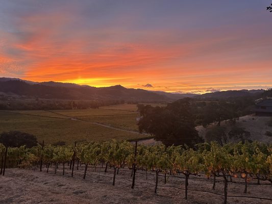 Trattore Farms and Winery by null