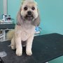 Photo of Kim O's Pampered Pups