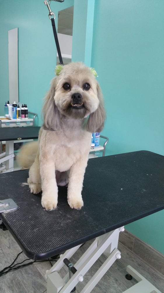 KIM O’S PAMPERED PUPS Updated September 2024 4956 Le Chalet Blvd