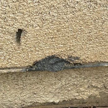 MSA Pest Control - Rodent exclusion - Pest Control Near Me MSA Pest Control - Rodent exclusion - Pest Control Near Me