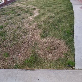 Armandos Gardening Service - Front yard never filled in either and as you can see brown patch disease spread - Landscaping Near Me - Downey, California Armandos Gardening Service - Front yard never filled in either and as you can see brown patch disease spread - Landscaping Near Me - Downey, California