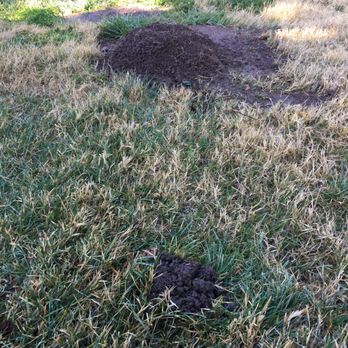 Gopher Girls - Pest Control Near Me Gopher Girls - Pest Control Near Me