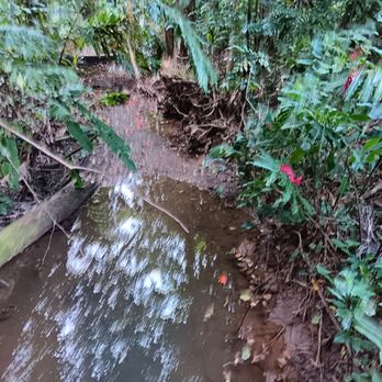 Jardin Botanico - A creek - Botanical Gardens Near Me - San Juan, Puerto Rico Jardin Botanico - A creek - Botanical Gardens Near Me - San Juan, Puerto Rico