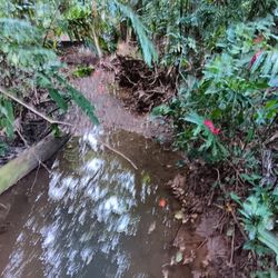 Jardin Botanico - A creek