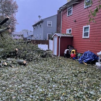 Palmer Tree Service - work done - Tree Services Near Me - Framingham, Massachusetts
