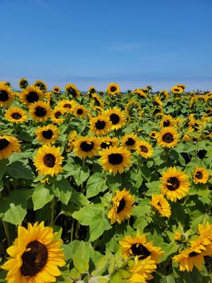 The Flower Fields by null The Flower Fields by null