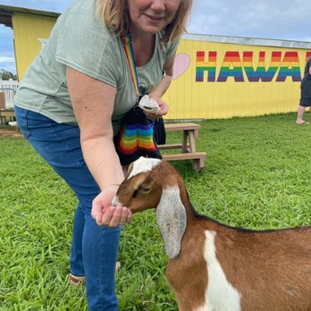 Honomu Goat Dairy - Attraction Farms Near Me - Honomu, Hawaii Honomu Goat Dairy - Attraction Farms Near Me - Honomu, Hawaii