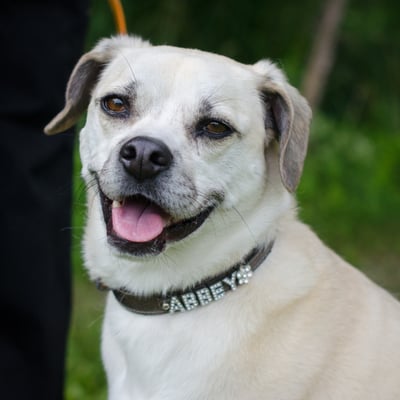 Gateway Pet Hospital Request Consultation Pet Stores 4391