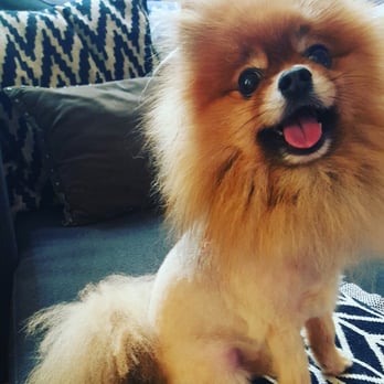 Nails and Tails - After photo, my Lil lion! - Pet Groomers Near Me