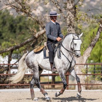 LusoWest - Horseback Riding Near Me - Moorpark, California LusoWest - Horseback Riding Near Me - Moorpark, California