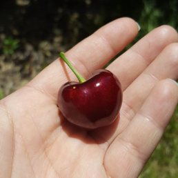My kind of cherry! My kind of cherry!