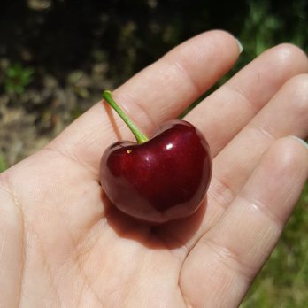 Chavez U-Pick Cherries - My kind of cherry! - Pick Your Own Farms Near Me - Brentwood, California Chavez U-Pick Cherries - My kind of cherry! - Pick Your Own Farms Near Me - Brentwood, California