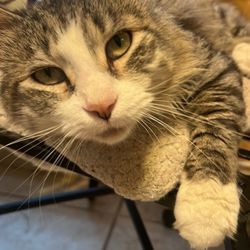Piper Heritage Veterinary Clinic - Our sweet kitty who had a horrific genetic disease that was called "the silent killer"- no warning , no remedy other than to say goodbye !