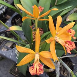 Orchids of Waianae, Inc