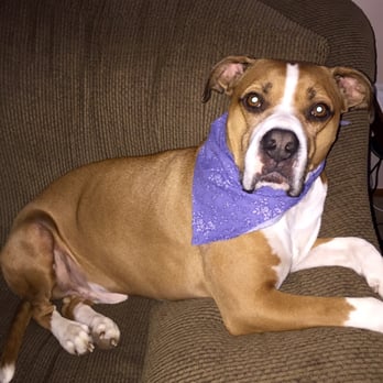 Bubbles Away Pet Salon - Mr. Milo - Pet Groomers Near Me - Hamilton Square, New Jersey