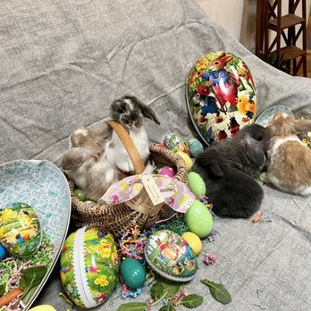 Kokopelli Kits - Full Breed Holland Lop Easter Bunnies Ready for New Homes - Kokopelli Kits is taking order and names for waiting list - Pet Breeders Near Me Kokopelli Kits - Full Breed Holland Lop Easter Bunnies Ready for New Homes - Kokopelli Kits is taking order and names for waiting list - Pet Breeders Near Me