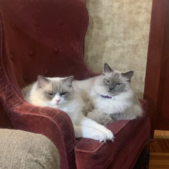 Ragdoll Tales - Pet Breeders Near Me - Armonk, New York Ragdoll Tales - Pet Breeders Near Me - Armonk, New York
