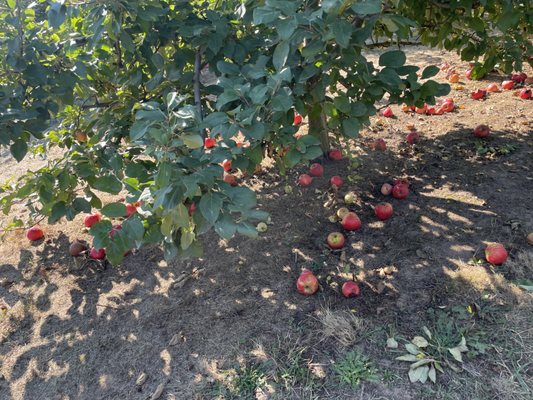 Bells Orchard by null
