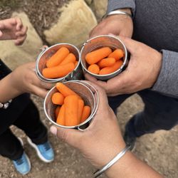 101 Alpacas Ranch - Carrots to feed the alpacas