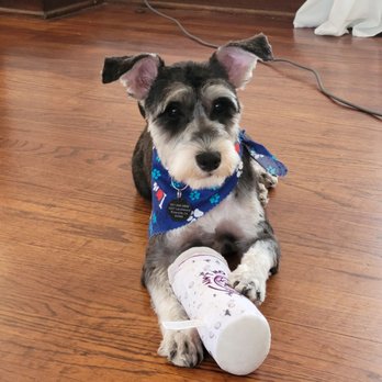 Desired Styles Pet Grooming - After Desired Styles cleaned her up - Pet Groomers Near Me - Jurupa Valley, California