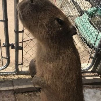 Sugarplum Zoo - Chocolatiers & Shops Near Me - Temecula, California