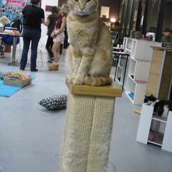 PHX Cat Cafe - Ladies Night - Pet Adoption Near Me - Phoenix, Arizona