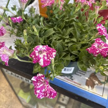 Foliage by Frager's Garden Center - Nurseries & Gardening Near Me - Washington, DC, District of Columbia Foliage by Frager's Garden Center - Nurseries & Gardening Near Me - Washington, DC, District of Columbia