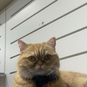 Cat Cafe Moff - Themed Cafes Near Me - Honolulu, Hawaii Cat Cafe Moff - Themed Cafes Near Me - Honolulu, Hawaii