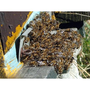 Accurid Pest Solutions - Pest Control Near Me - Chesapeake, Virginia