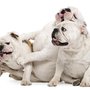 Photo of Dog Village