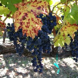 The Farm Winery