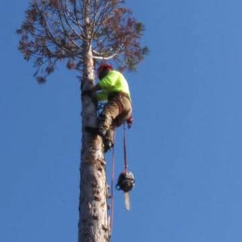 Brians Tree Service - Dead redwood removal - Tree Services Near Me Brians Tree Service - Dead redwood removal - Tree Services Near Me