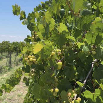 Lakeridge Winery & Vineyards - Wineries Near Me - Clermont, Florida Lakeridge Winery & Vineyards - Wineries Near Me - Clermont, Florida