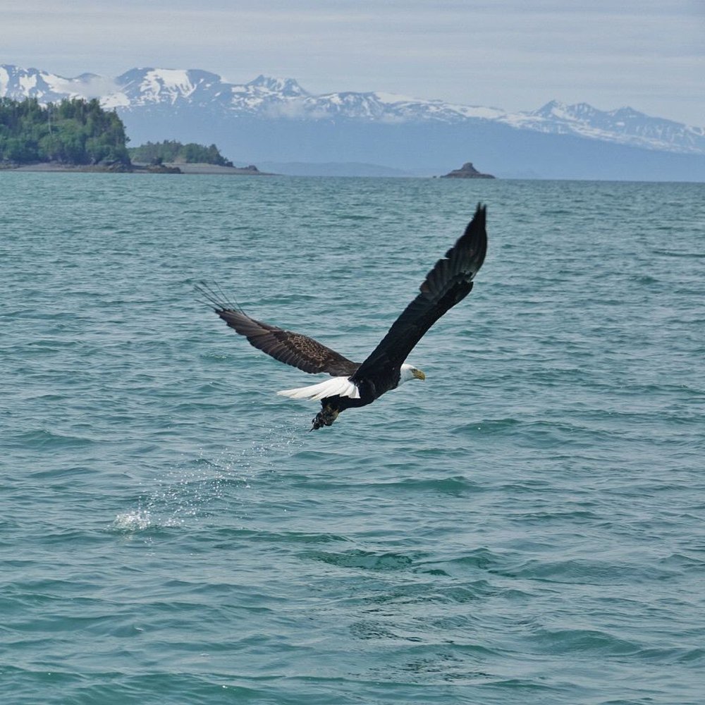Seaman's Ecotour Adventures - Boat Tours Near Me - Homer, Alaska Seaman's Ecotour Adventures - Boat Tours Near Me - Homer, Alaska