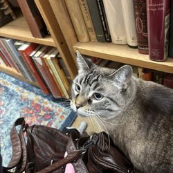 Maxwell's House of Books - A cat