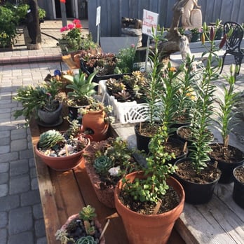 Bradley Farm - Succulents - Farmers Market Near Me - Lanesborough, Massachusetts Bradley Farm - Succulents - Farmers Market Near Me - Lanesborough, Massachusetts