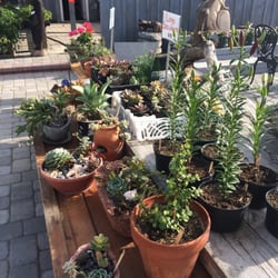Bradley Farm - Succulents