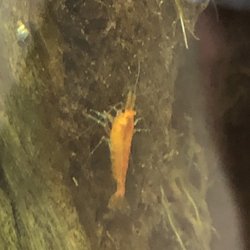 Rock Beach Aqautics - Adorable Orange Shrimp