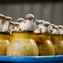 Hamakua Mushrooms