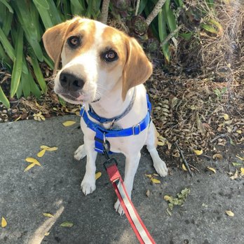 Jen's Dog Walking Service - Dog Walkers Near Me Jen's Dog Walking Service - Dog Walkers Near Me