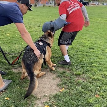 Wolfgang Expert Dog Training - Protection class with Steven - Pet Training Near Me - Gardena, California Wolfgang Expert Dog Training - Protection class with Steven - Pet Training Near Me - Gardena, California