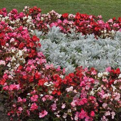 Imperial Gardens
