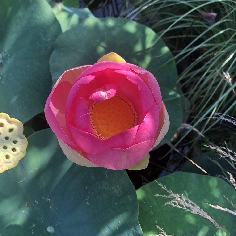 Seaside Gardens - Nurseries & Gardening Near Me - Carpinteria, California Seaside Gardens - Nurseries & Gardening Near Me - Carpinteria, California