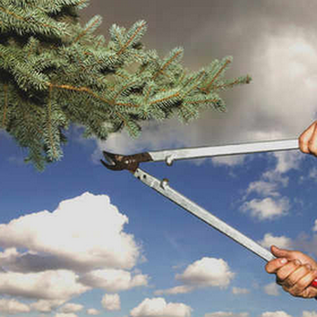 Deer Park Arbor Specialist - Tree Services Near Me - Deer Park, Texas Deer Park Arbor Specialist - Tree Services Near Me - Deer Park, Texas