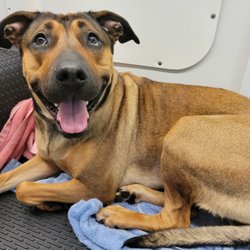 Detail Dog Giftly Email, Text or Print, 2512 E Evergreen Blvd