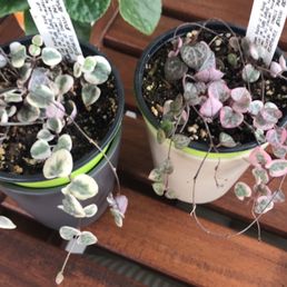 Variegated string of hearts