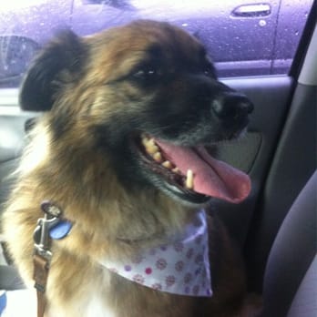 Glamour Pets Grooming Salon - So clean :) - Pet Groomers Near Me - Indianapolis, Indiana Glamour Pets Grooming Salon - So clean :) - Pet Groomers Near Me - Indianapolis, Indiana