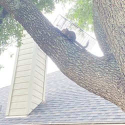 Critter Control - Squirrel